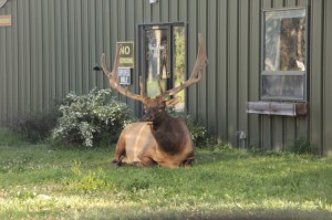 Handsome elk on guard duty