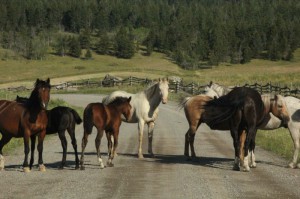 Horse herd blocks road.