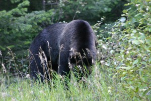 Grizzly near Tweedmuir Park Lodge