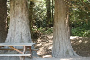 Big Trees in the Valley