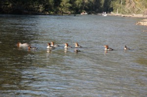 Family of paddlers