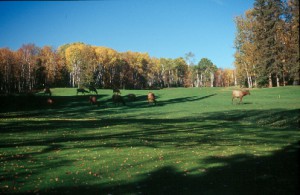 Elk on Fairway